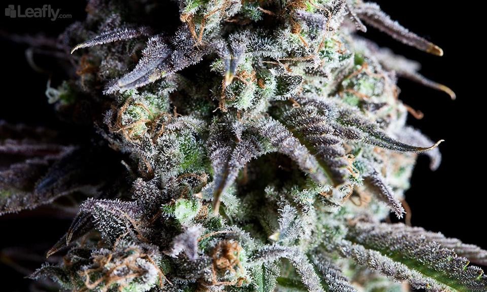 Strain Highlight: Northern Lights, the Indica Legend Up ...