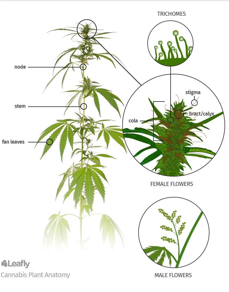 The Health Advantages Of Cannabis 2