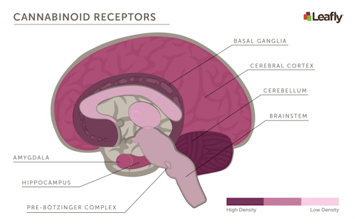 can you overdose on weed? cannabinoid receptors in brain