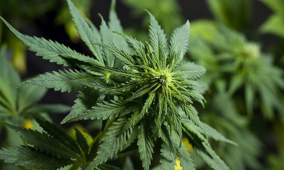 Can You Overdose or Die From Consuming Cannabis? Leafly