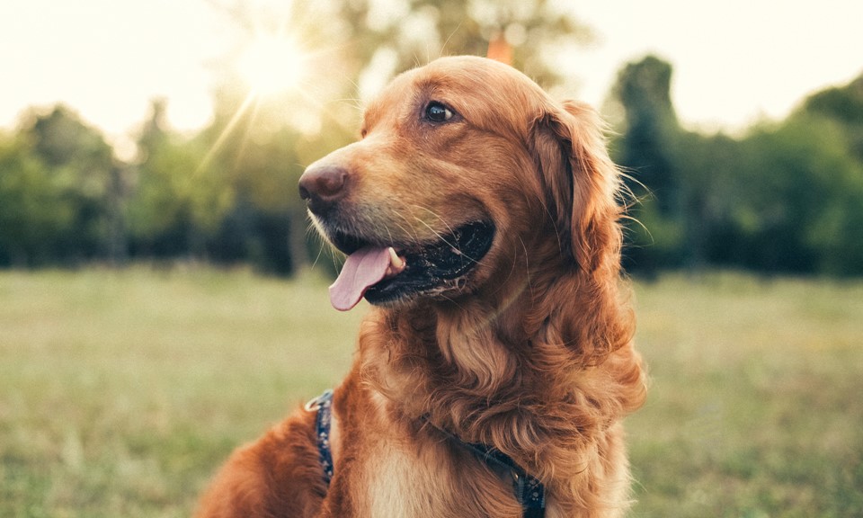 Can Dog Seizures Be Treated With Cbd Oil Treats Leafly