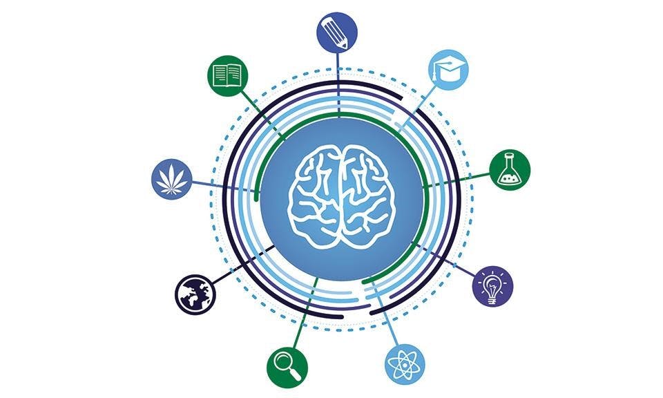 What is the endocannabinoid system and what is its role