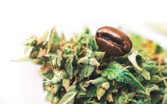 The Leafly Guide to Pairing Marijuana and Coffee | Leafly