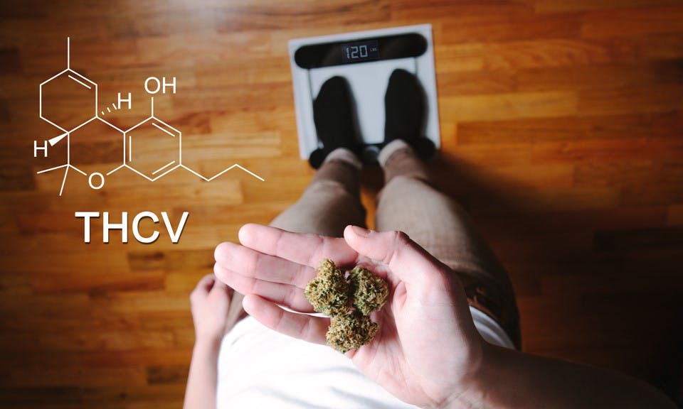 What Is THCV and What Are the Benefits of This Cannabinoid? image