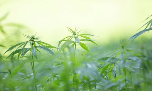 The Best Cannabis Strains for Treating Depression