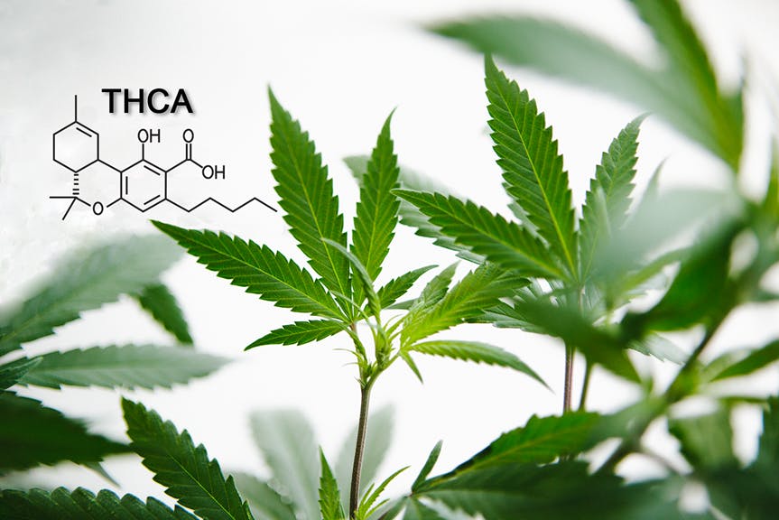 What is THCA and what are its benefits? image