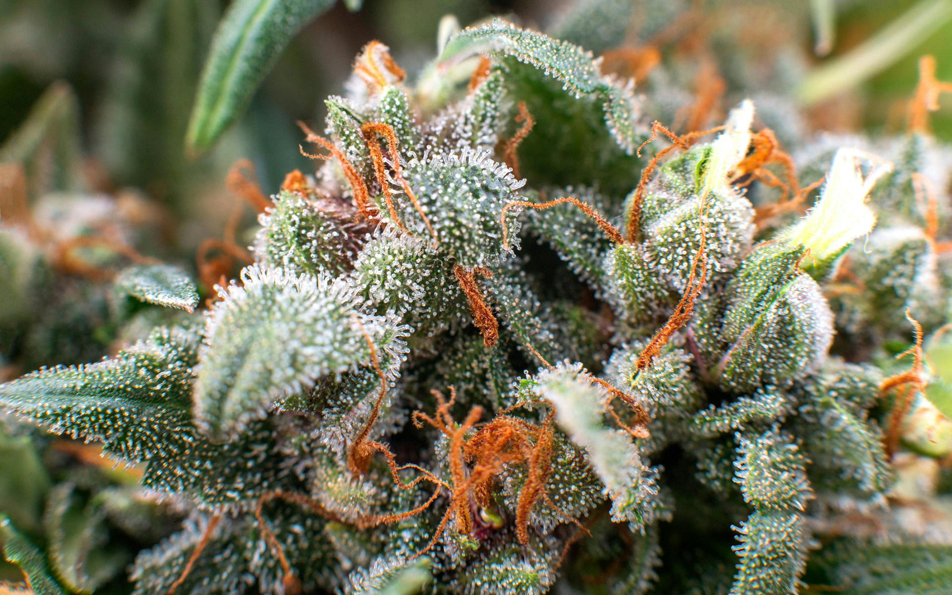 How to Help Your Patients Choose Strains image