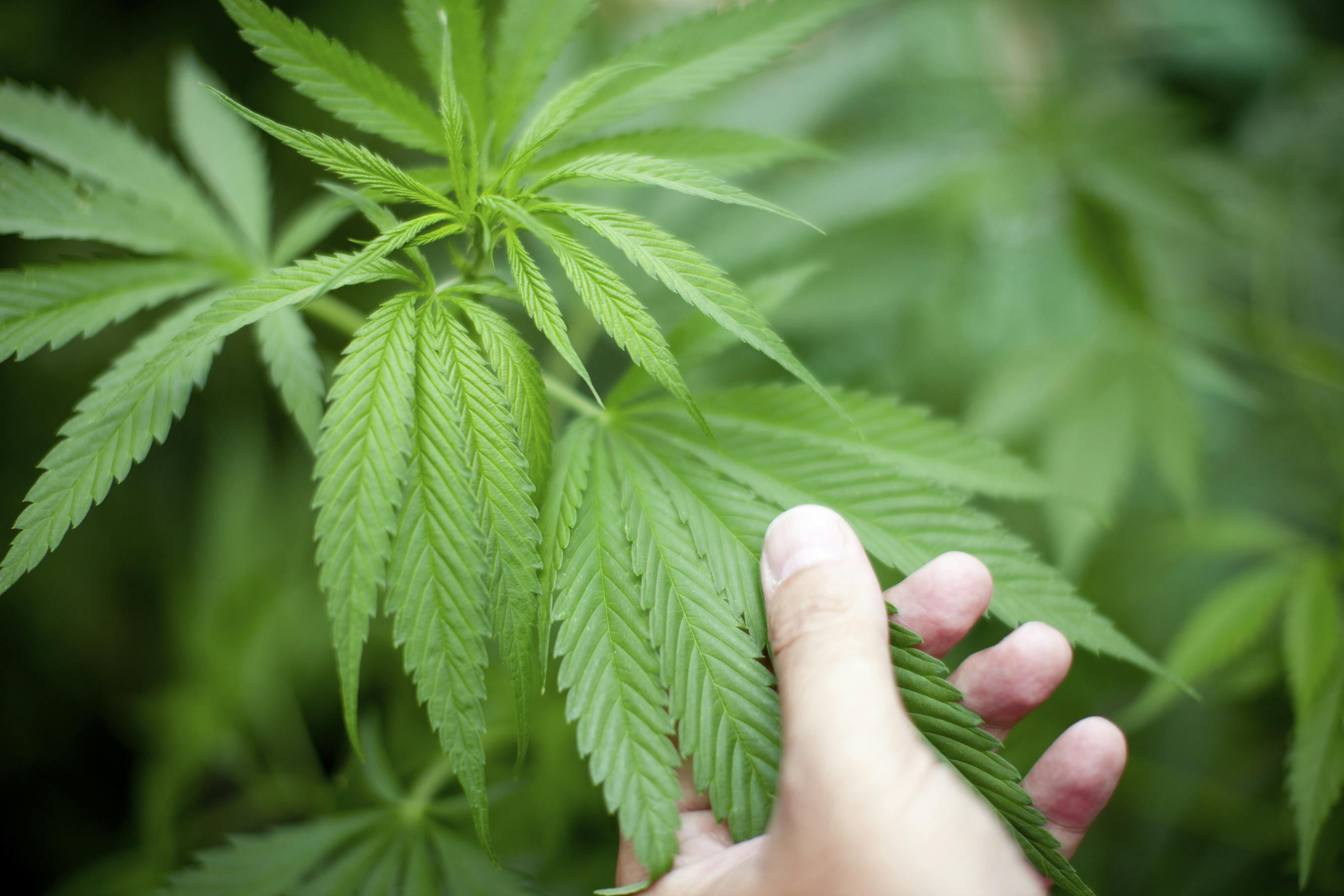 How to Get Hired as a Grower image