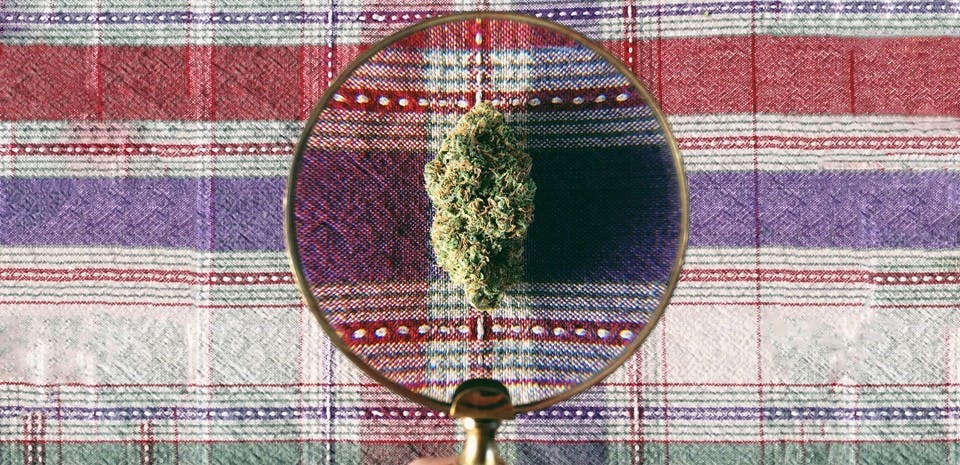 Leafly's Visual Quality Guide to Selecting Cannabis image