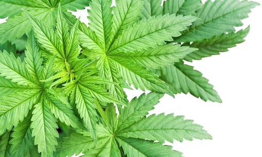 What Are the Best Cannabis Strains for Anxiety?