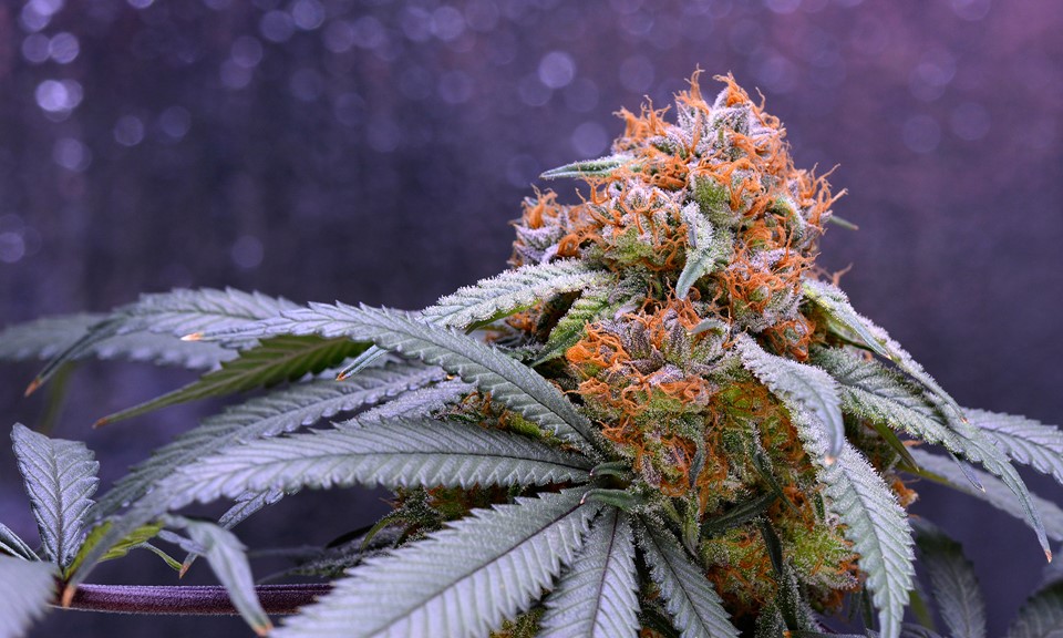 Quiz: How Well Do You Know Cannabis Plant Anatomy? | Leafly