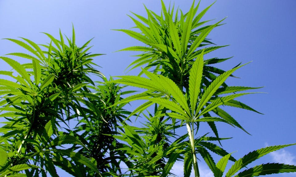 Is CBD From Cannabis the Same as CBD From Cannabis? image