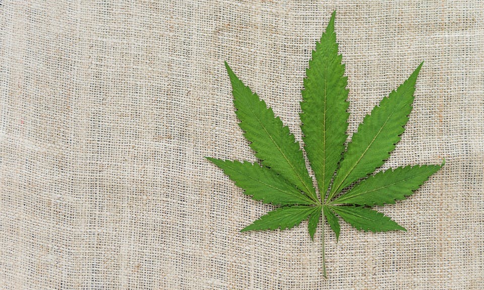 Is Hemp the Best Alternative to Synthetic Materials? Leafly
