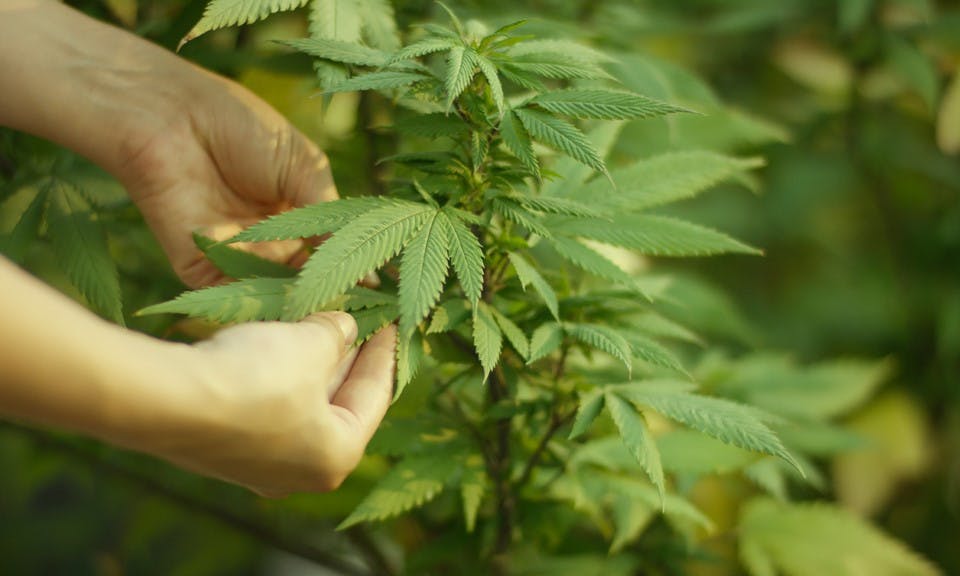 10 Ways CA’s 1st MMJ Legal Framework Will Impact Industry image