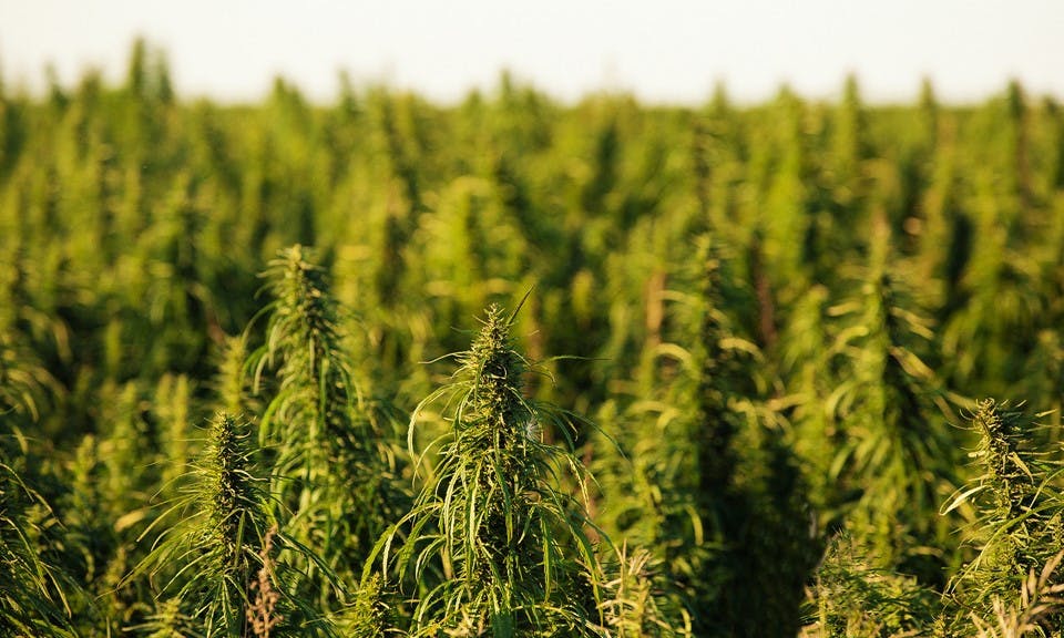 A Family-First Company: The Inside Story of G FarmaLabs image