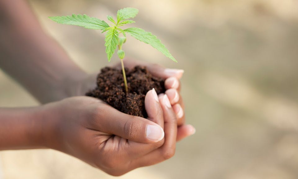 Factors That Impact Your Cannabis Strain: Part 2, Environment image