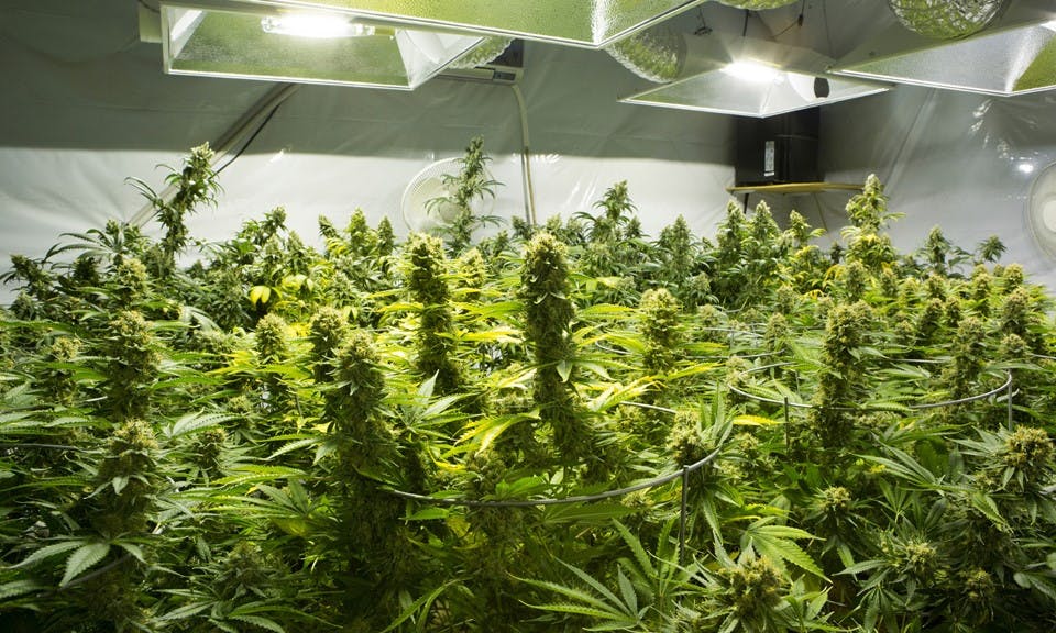 Factors That Impact Your Cannabis Strain: Part 3, Growing Techniques image