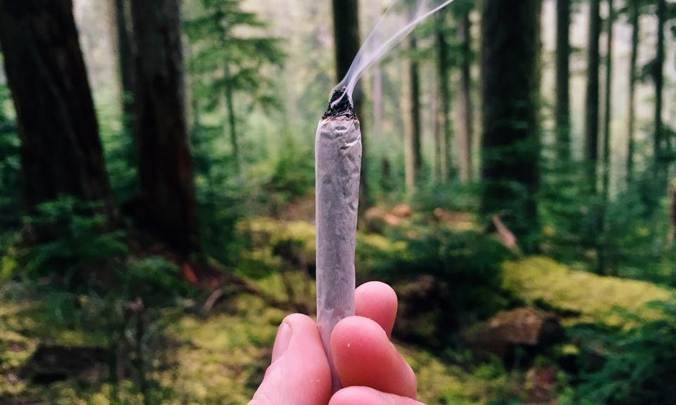 Is cannabis addictive? image