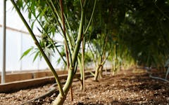 Marijuana Appellation Growing Regions in the Emerald Triangle | Leafly