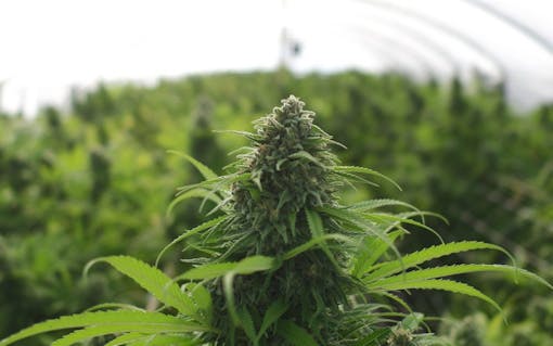 Marijuana Appellation Growing Regions in the Emerald Triangle | Leafly