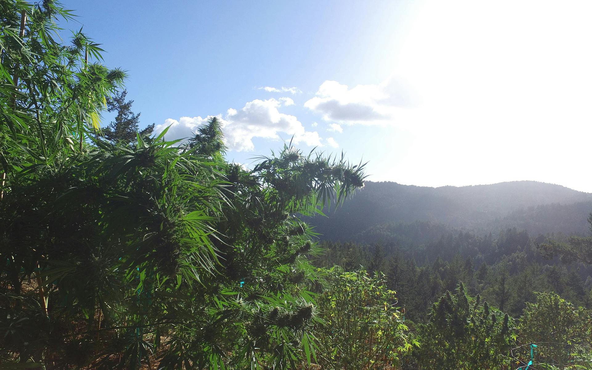 How the Emerald Triangle Became America’s Cannabis Epicenter image