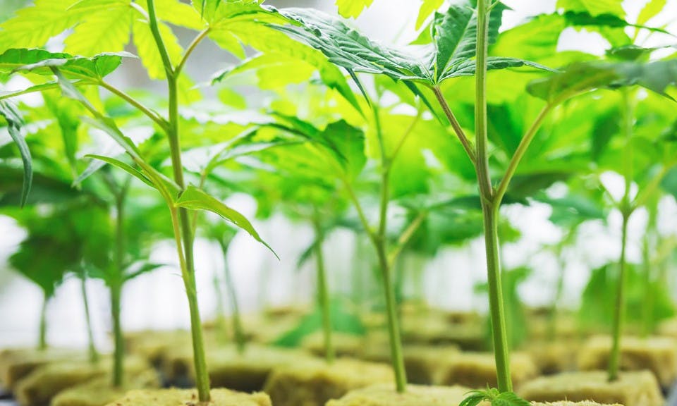 Beginner’s Guide to Cannabis Breeding, Genetics, and Strain Variability ...