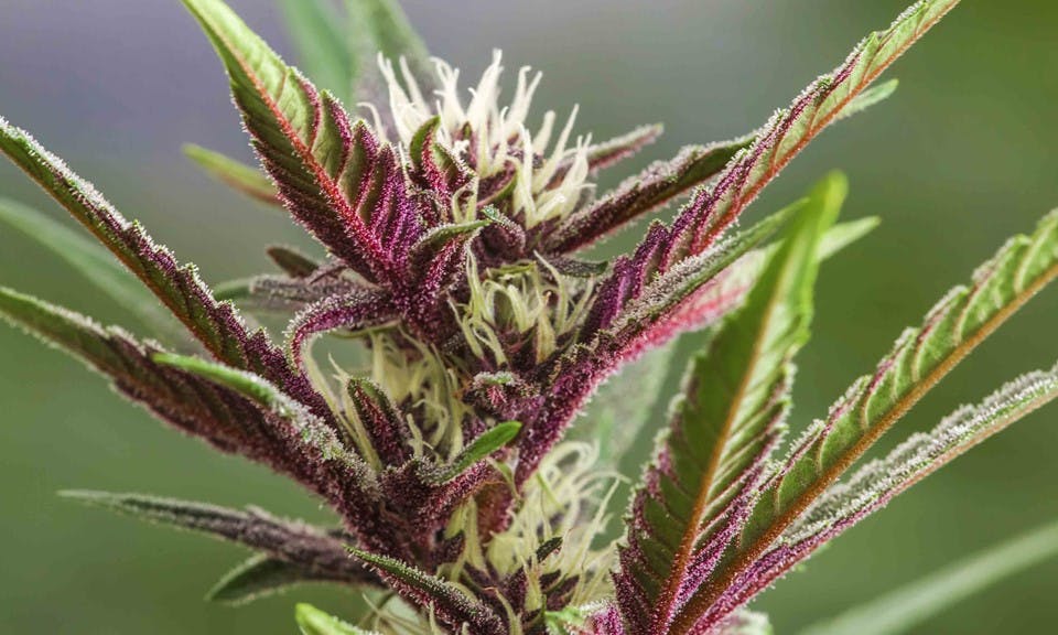 how-does-cannabis-get-its-color-here-s-why-some-strains-turn-purple