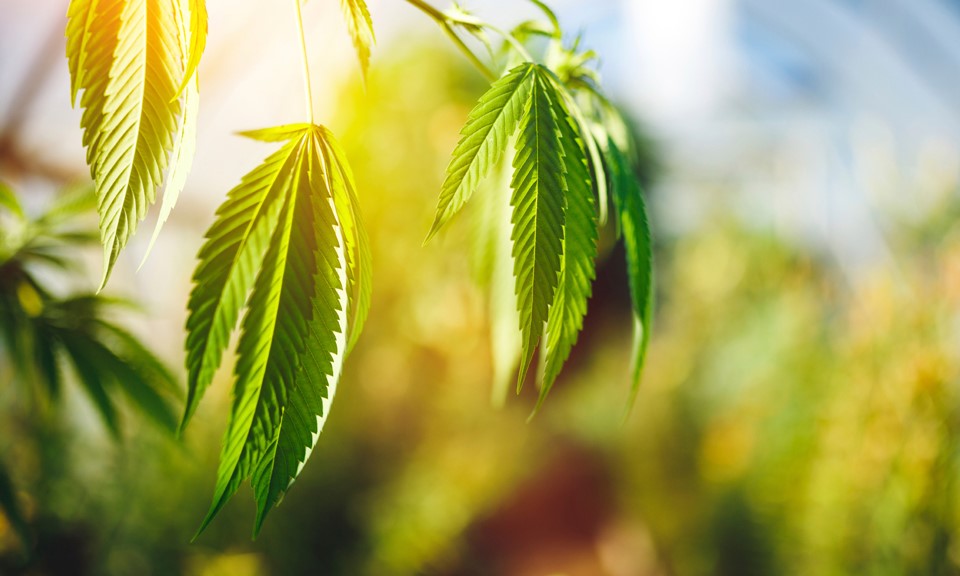 What is the Meaning & Origin of the 4/20 Holiday? Leafly