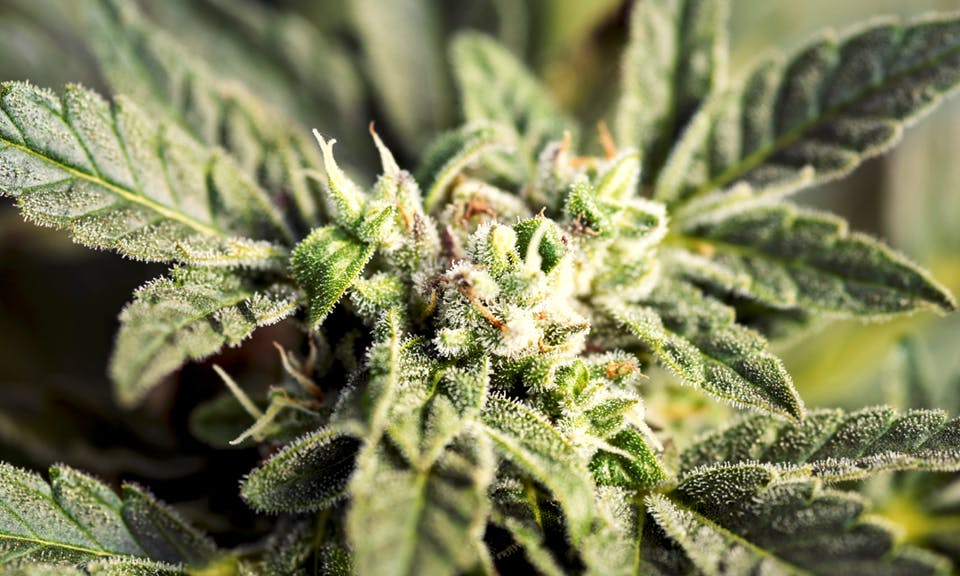 Cannabis Terpenes: The Benefits of Humulene, Caryophyllene, and Trans-Nerolidol image