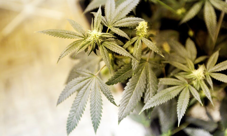 3 Differences Between Growing Cannabis Indoors vs. Outdoors image