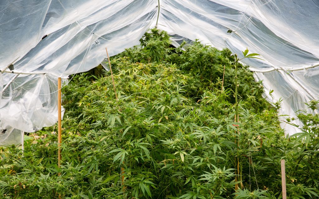 How To Grow Marijuana Outdoors | Leafly