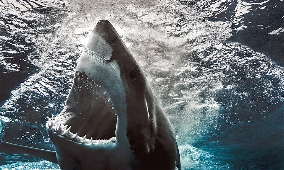 6 SharkThemed Cannabis Strains That Pack a Powerful Bite Leafly