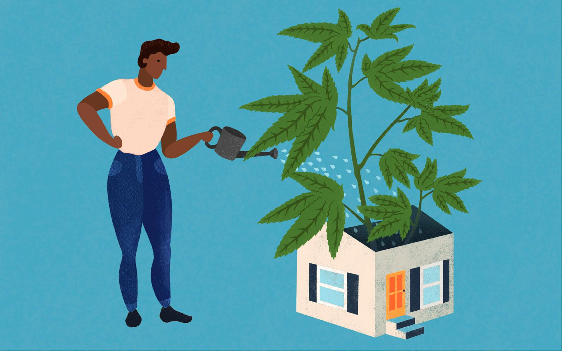 How to grow cannabis indoors image