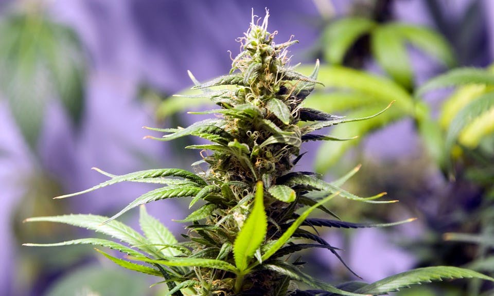 When Is Your Cannabis in Season? image