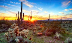 arizona landscape cactus
