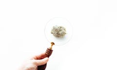 Cannabis vs. Marijuana vs. Weed Search Trends