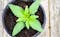 How to grow organic weed