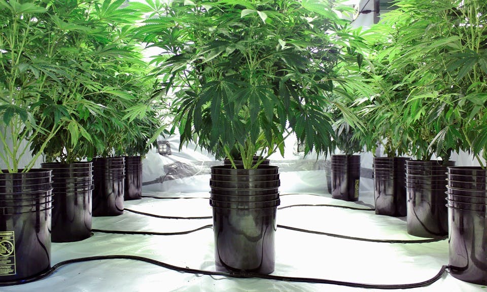 When is the right time to harvest cannabis? image