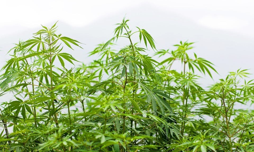 What Is Cannabis Terroir? image