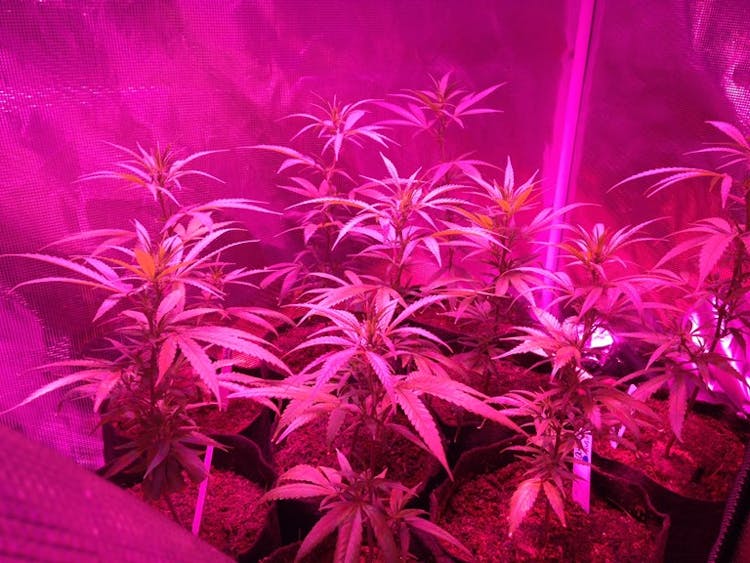 How to Grow Cannabis in Your Closet image