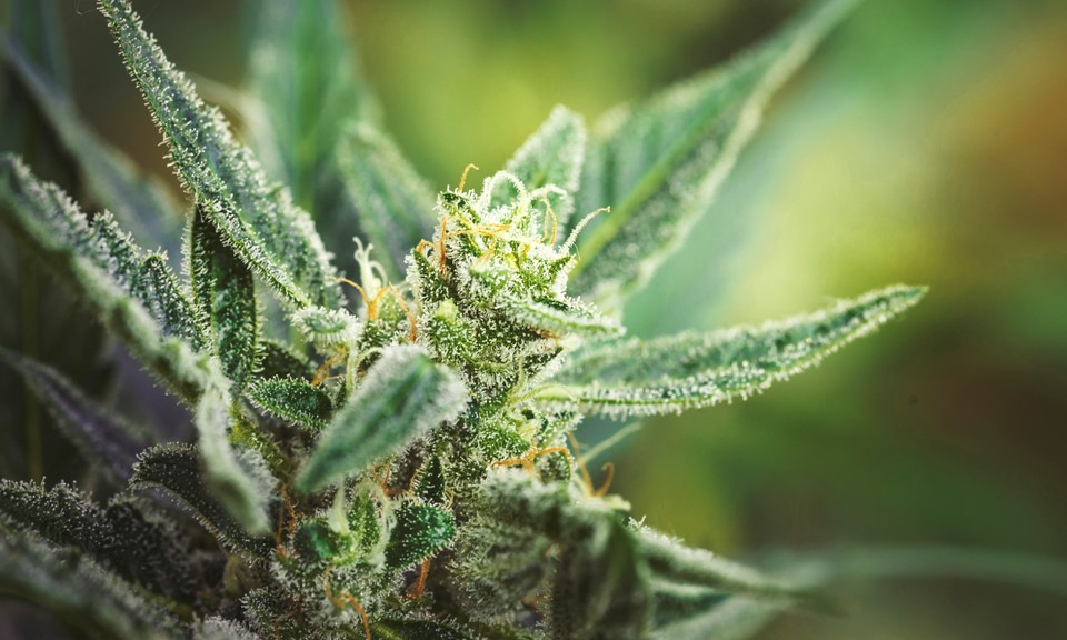 What Are Trichomes And Why Do They Exist On Cannabis Leafly