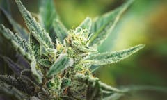close-up photo of bright green flowering cannabis plant, with a cola covered in white hairs