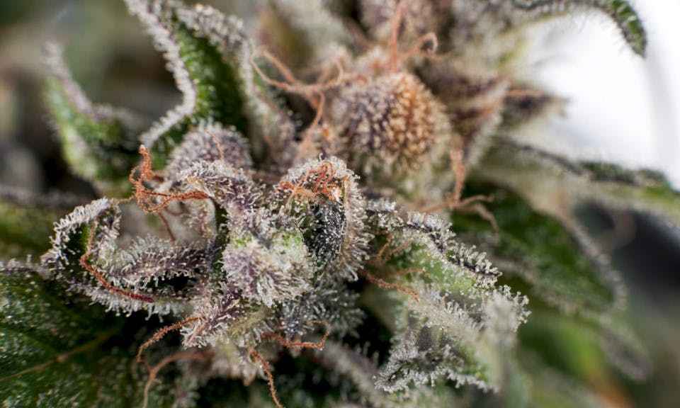 A guide to cannabis allergies and symptoms image