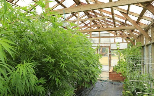 Marijuana ( cannabis), hemp plant growing inside of the green house in private garden of Washington State. Legal Medical marijuana law in US. Grower uses leaves to make juice for health support.