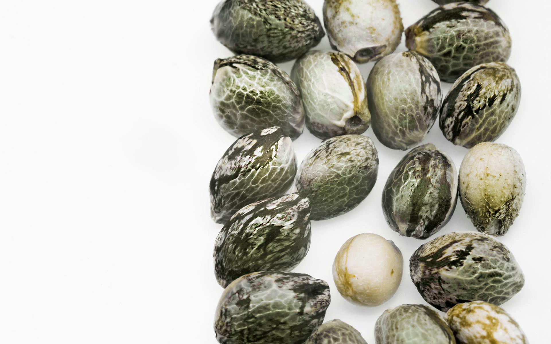 Why Central Europe Loves Autoflowering Strains image