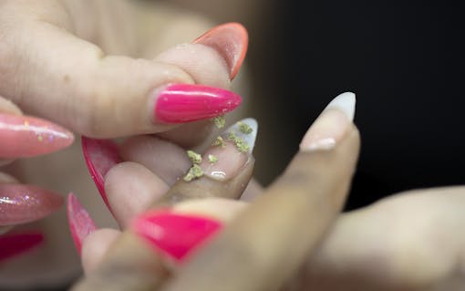 The nail technician sprinkled ground Blueberry Cheesecake cannabis onto the ring finger of each hand.