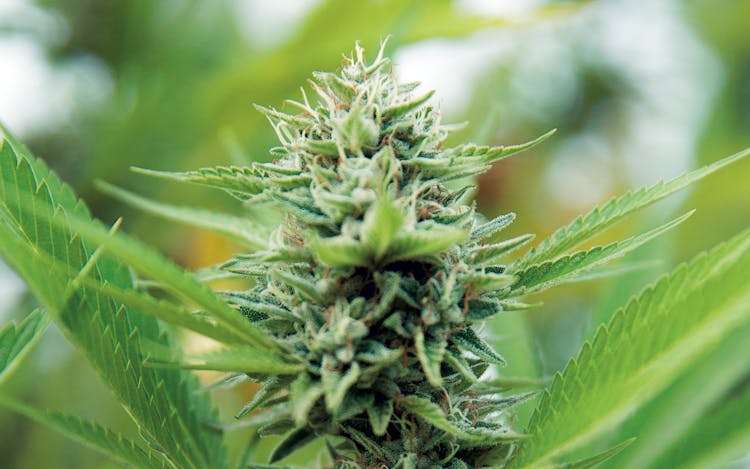 5 Major Myths About Outdoor Grown Cannabis Plants image