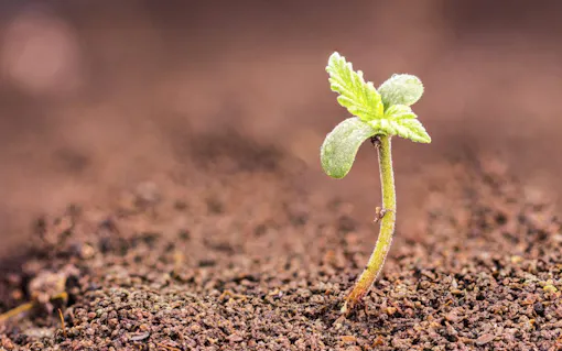 Small cannabis (hemp, Cannabis sativa) sprout growing from soil