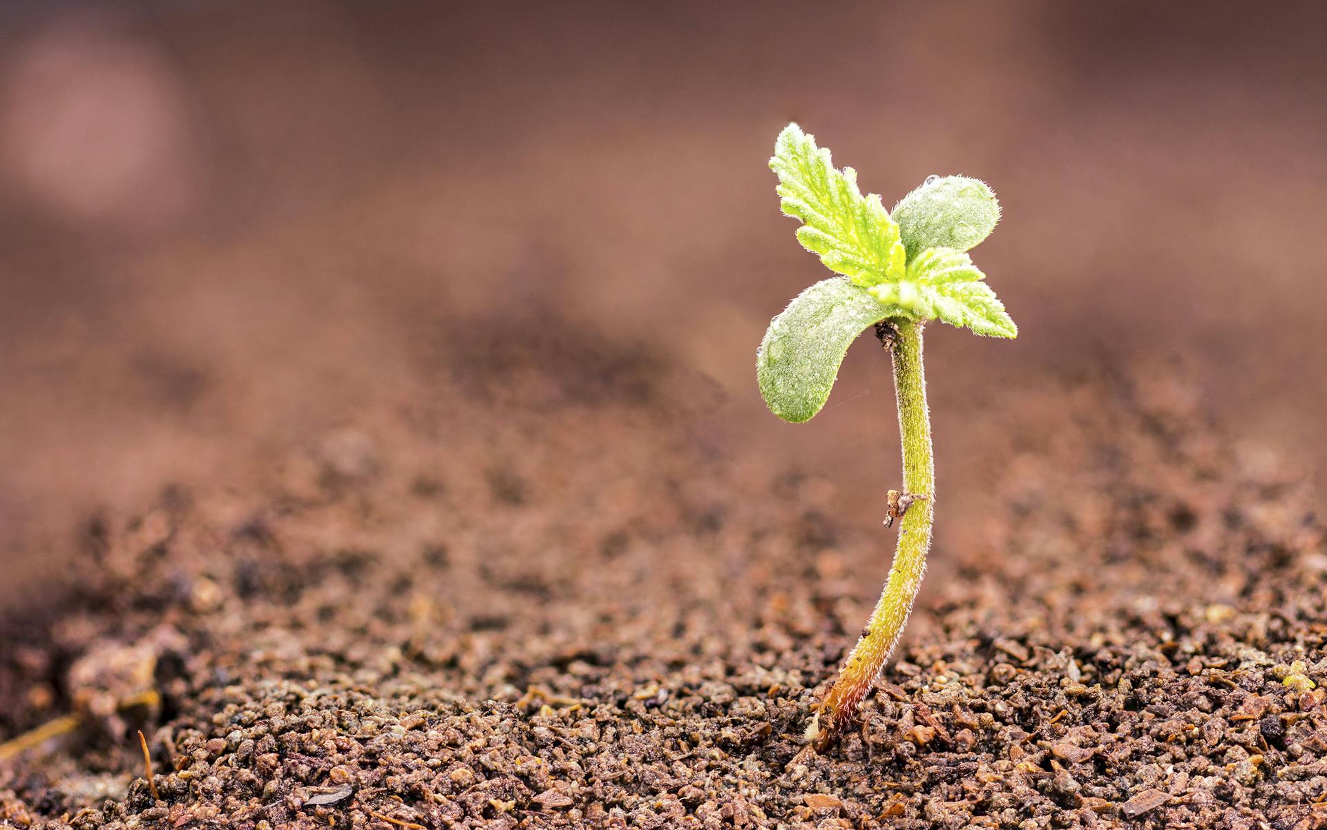 Marijuana plant growth stages image