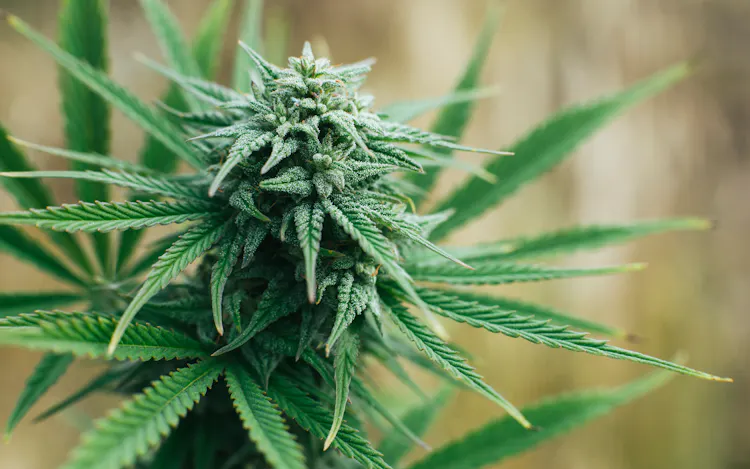 Buying weed vs. growing your own: Which is cheaper? | Leafly